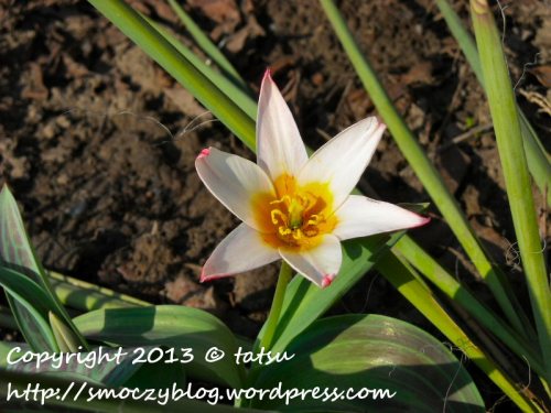 Gwiazdokształtny tulipan